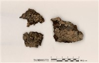 藏品(偽白邊梅衣屬)的圖片